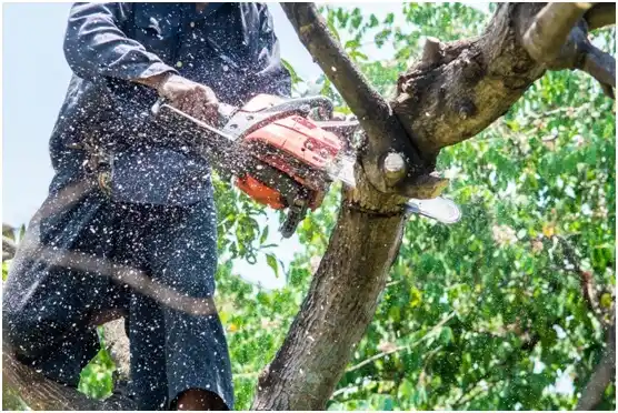 tree services Spring Grove